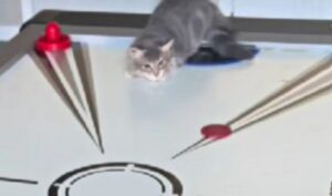 Sì, questi due gatti campioni di air hockey sono proprio quello che devi vedere oggi