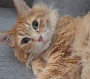 Tutti stanno amando il modo di questo gatto arancione di far conoscenza con il nuovo fratellino umano