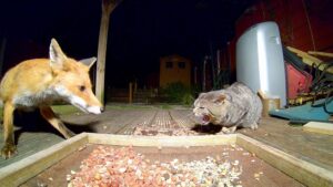 Un incontro ad alta tensione: il gatto e la volpe in questo caso sono non vanno molto d’accordo – Video