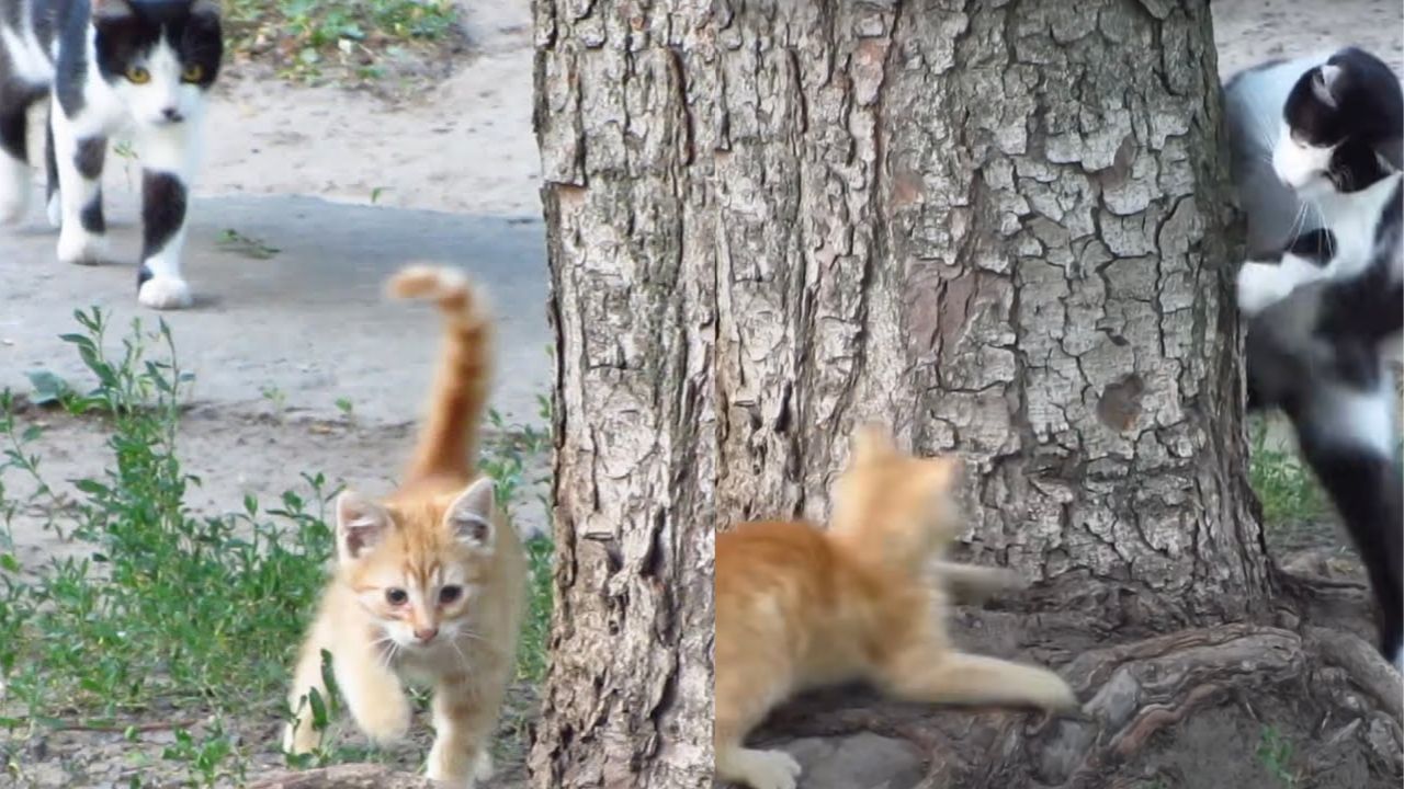 Cucciolo impara ad arrampicarsi seguito dal papà gatto