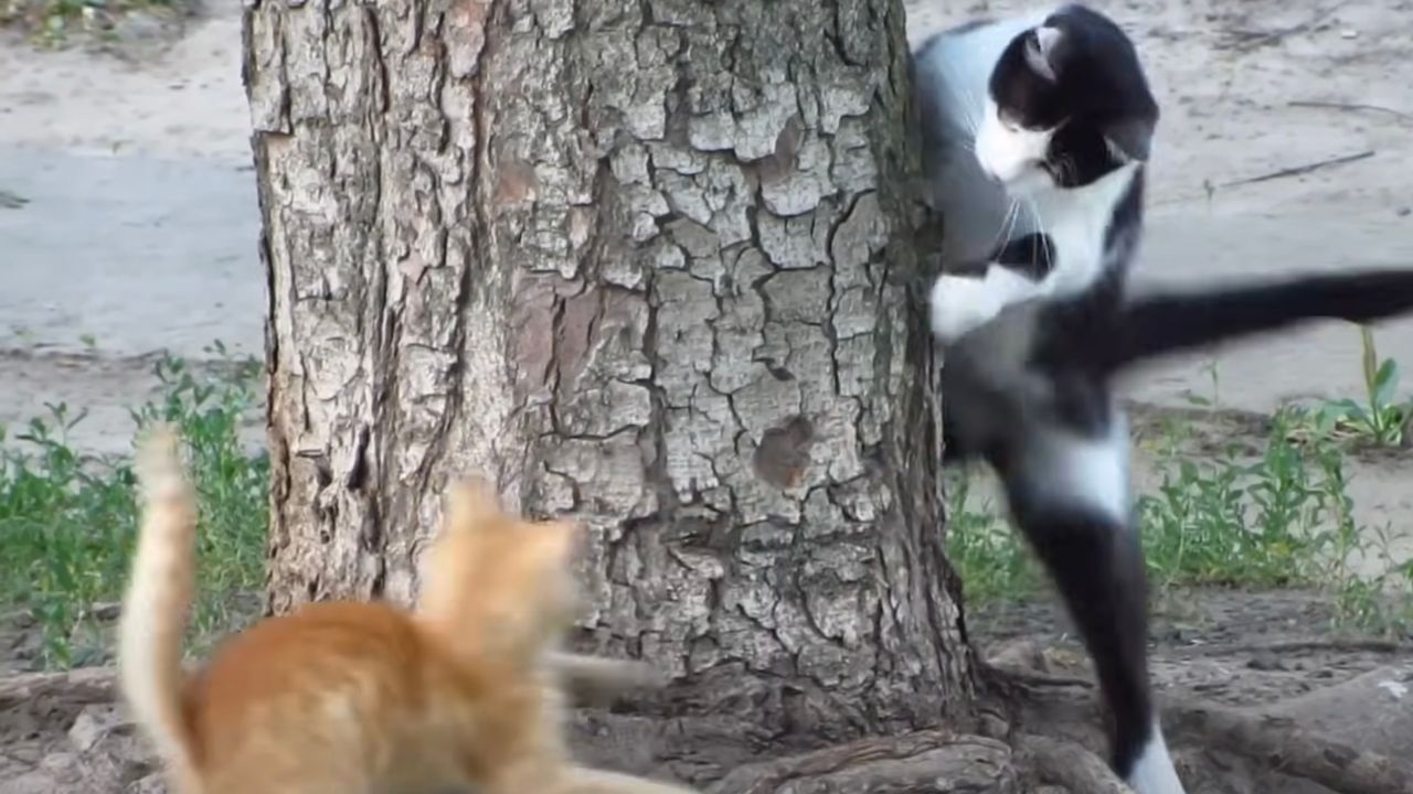 Papà gatto insegne al gattino come arrampicarsi su un albero