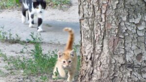 Una scena tenerissima: così papà gatto insegna al gattino come ci si arrampica su un albero – VIDEO