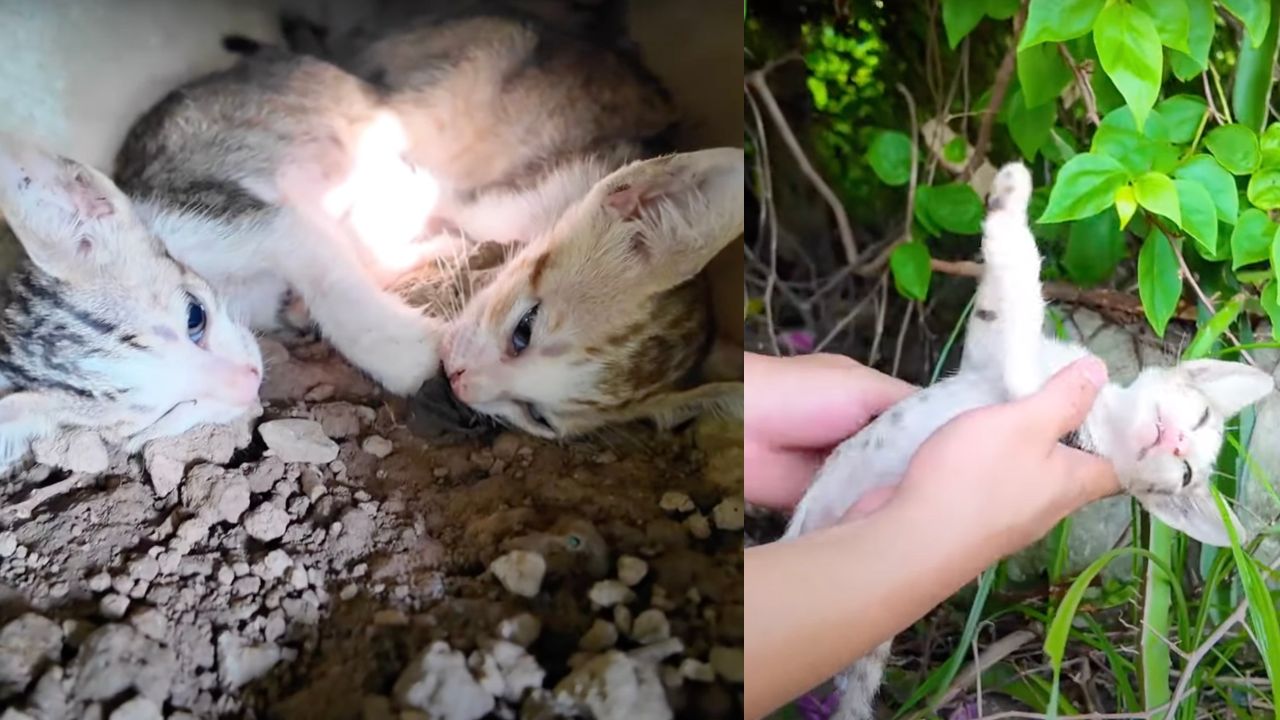 Gattini allo stremo delle forze nel canale di scolo