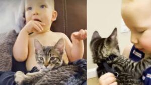 Un bambino salva un gattino dopo aver implorato la mamma di dargli un cucciolo tutto suo