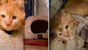 Il gatto che ha rischiato di morire per il freddo si gode finalmente tutte le gioie di una casa calda e delle coccole