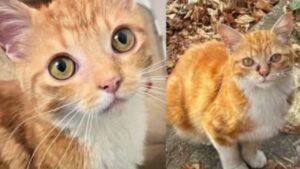 Il giovane gatto vaga per il quartiere in cerca di cibo finché un giorno una persona si ferma per aiutarlo