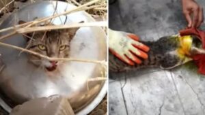 I soccorritori hanno impiegato tantissimo tempo per salvare questo gatto intrappolato in un posto assurdo