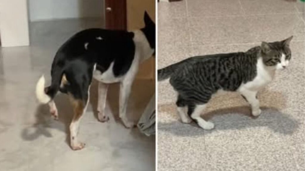 un cane e un gatto