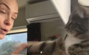 La donna porta il suo gatto al lavoro, ma il suo sguardo dice tutto: “Perché mi trovo qui?” (VIDEO)