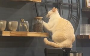 Il modo in cui il gatto bianco si lamenta del ritardo dei suoi padroni è da vero divo del dramma (VIDEO)