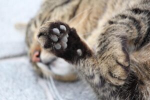 Gatto incastrato nel barattolo di latta: purtroppo non ce l’ha fatta