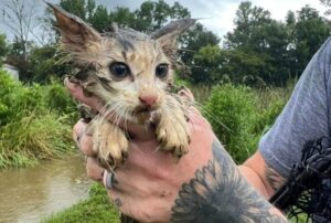 I soccorritori non ci credevano: gli occhietti del gatto li fissavano da un posto freddo e buio