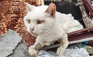 Il gatto randagio ferito è uscito dalle macerie, emettendo un verso rauco per chiedere aiuto