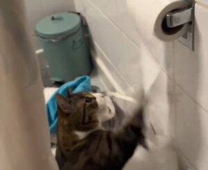 Gatto scopre la carta igienica e passa le giornate a giocare in bagno