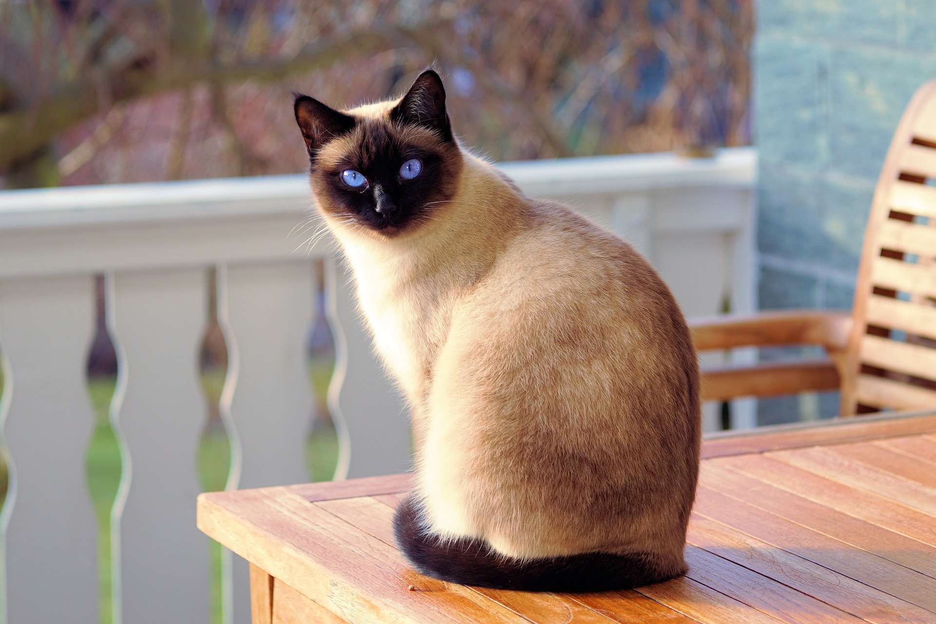 Gatto siamese sul balcone