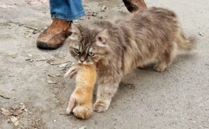 Stanca ma determinata, questa mamma gatta decide di portare il suo gattino a un uomo per riuscire a salvarlo