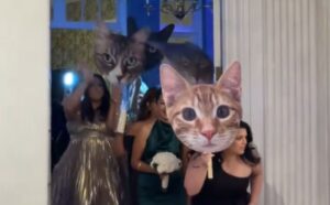 I gatti non potevano essere presenti al matrimonio, ma la sposa ha avuto un’idea tutta da vedere (VIDEO)