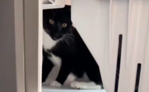 Questo gatto regala un momento di pura ansia alla sua mamma nascondendosi nel freezer (VIDEO)