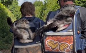 Niente da fare: anche se li portano in vacanza insieme questi Maine Coon non vanno d’accordo (VIDEO)