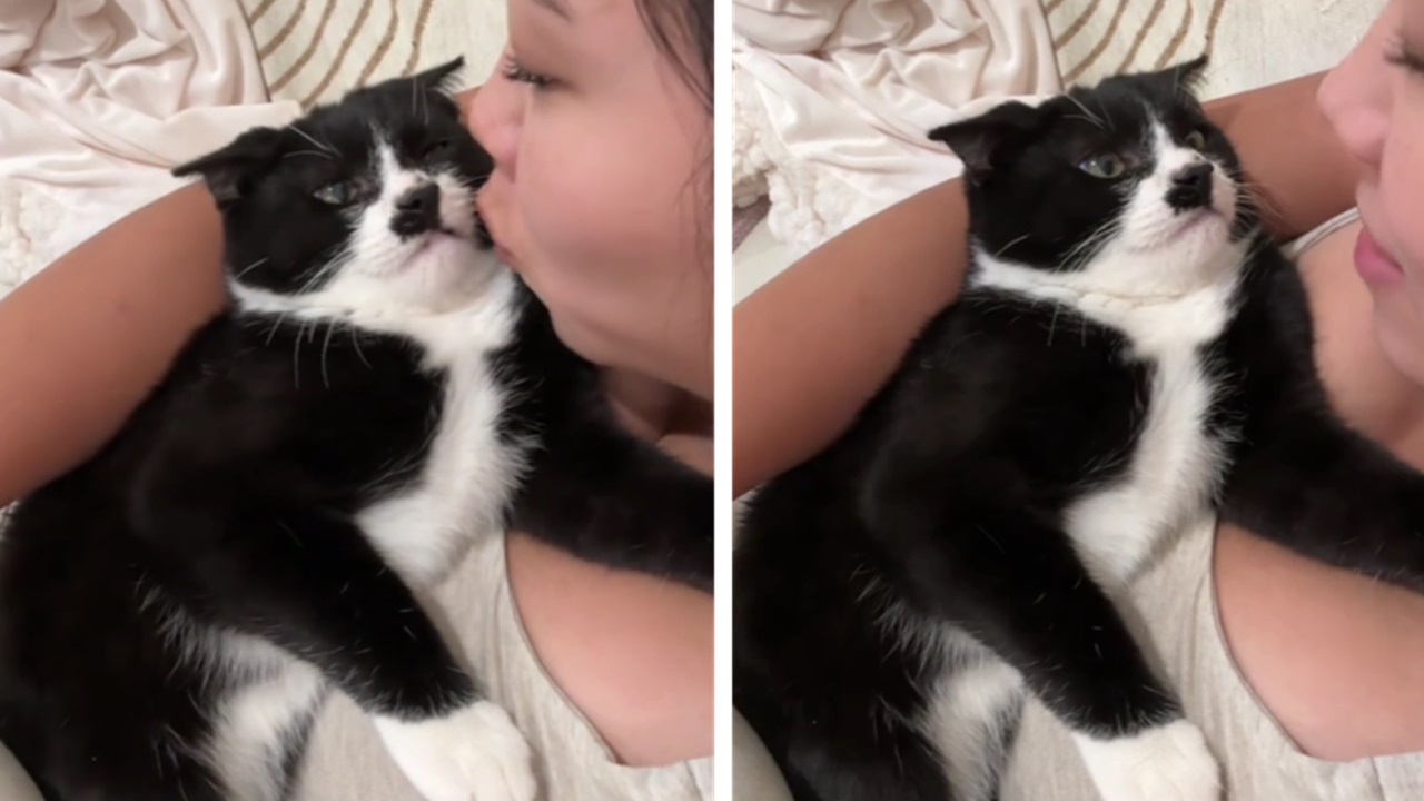 Gatto e primo bacio