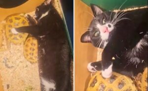 Le persone non riescono a smettere questo gatto che “mangia” le tartarughe (VIDEO)