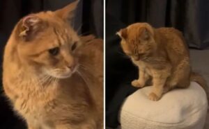 Il gatto domestico è tornato dopo una fuga durata sei giorni: “Non gli piace la vita da strada” (VIDEO)