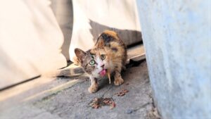 Aiutarla è stato difficile: la povera gatta randagia era terrorizzata dagli esseri umani – Video