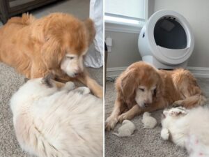 Un momento di puro amore: questa gatta mostra alla Golden Retriever con cui è cresciuta i suoi amati gattini