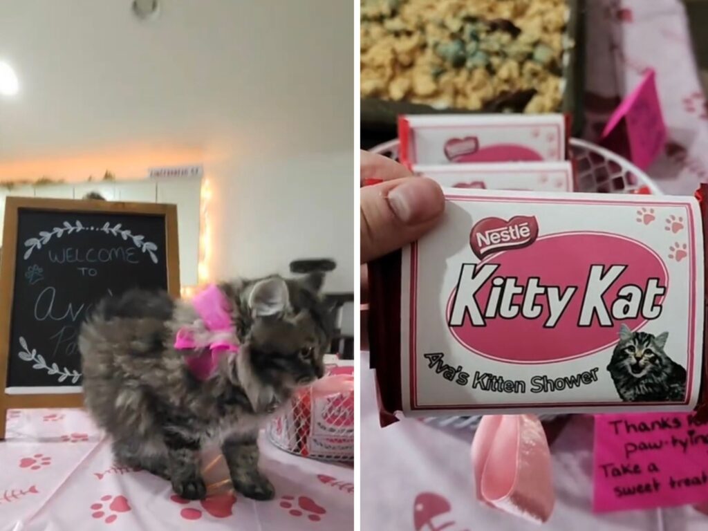 La gattina viene accolta con un adorabile “kitten shower”: è destinata a diventare una tendenza