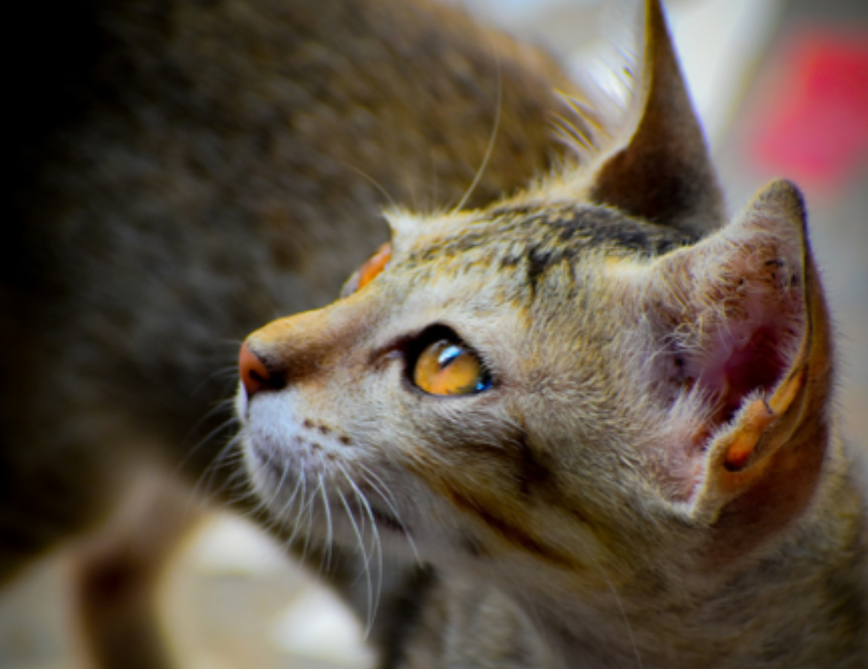 Gatto guarda a lato