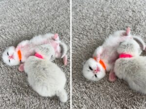 La posizione che questo piccolo gattino Ragdoll assume quando dorme è una vera dimostrazione di pace e felicità