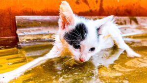 Dal pericolo assoluto alla salvezza: questa famiglia di gatti ha davvero rischiato grosso – Video