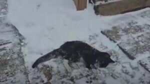 È stato un miracolo: hanno salvato questo gatto a un passo dal congelamento, prima che fosse troppo tardi – Video