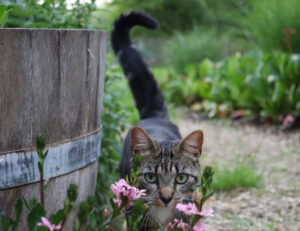 E tu sai cosa significa davvero quando il tuo gatto tiene alta la coda in verticale?