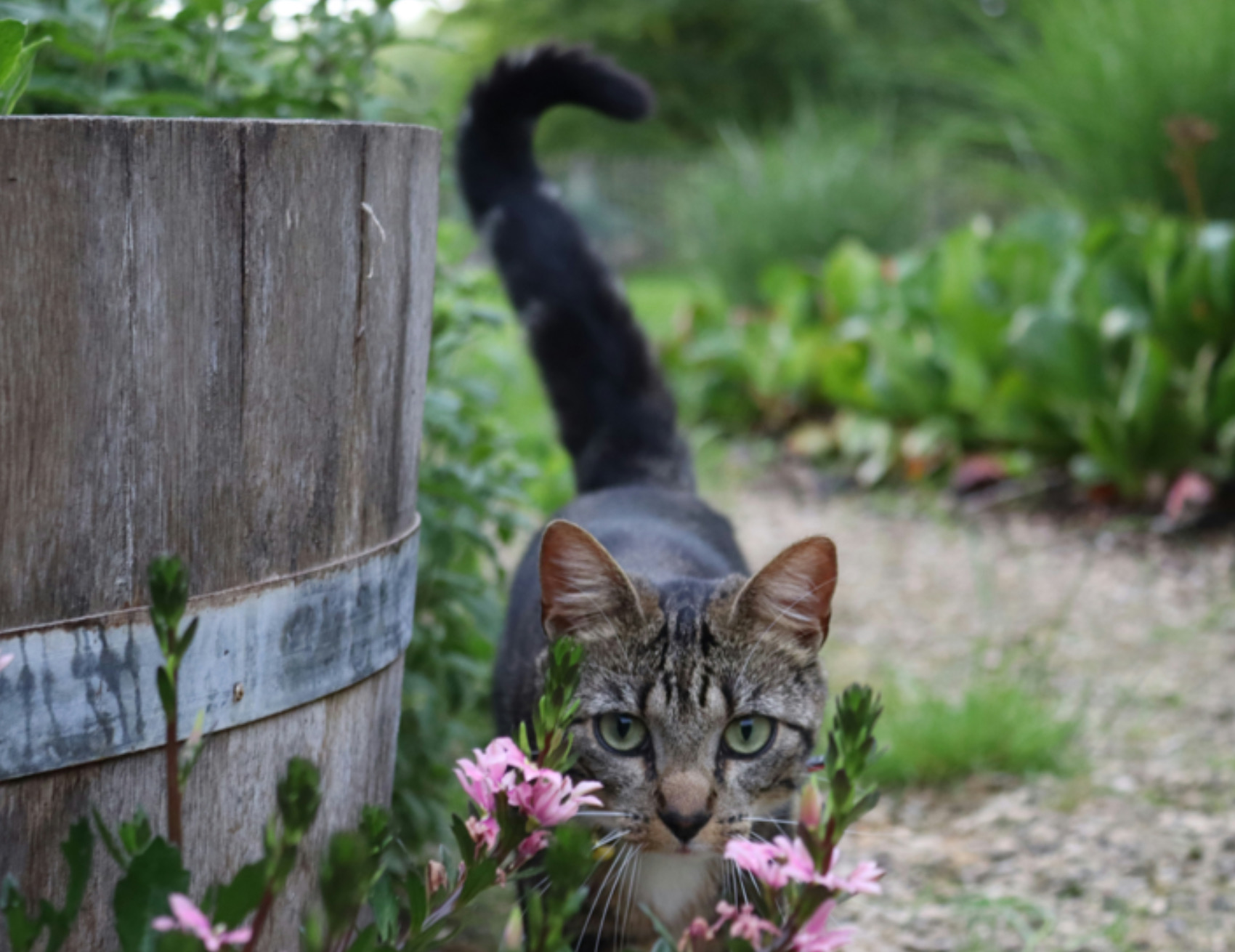 Gatto in posa