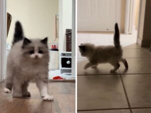 La minuscola gattina Ragdoll fa un vero e proprio ingresso trionfale sfoggiando i suoi passi più buffi