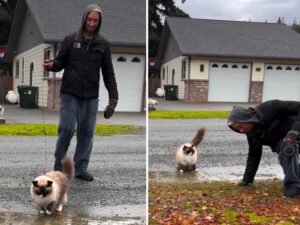 Il tentativo di un uomo di mostrare al suo gatto che le pozzanghere non sono spaventose si trasforma in un momento tutto da ridere