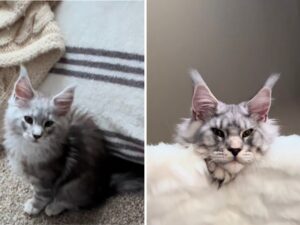 Il modo in cui questo gattino Maine Coon argentato cresce ha incantato tutto il pubblico