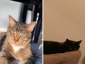 Questa gattina nera si sente sopraffatta dall’amore quando si riunisce al fratellino da cui non si era mai voluta separare