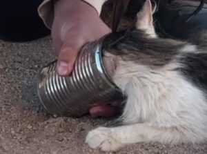 Gli escursionisti trovano un gatto con una lattina in testa e si mettono subito al lavoro per riuscire a farlo stare meglio