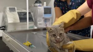 Hanno trovato questo gatto con la mascella rotta: nel giro di poco tempo si è trasformato del tutto – Video