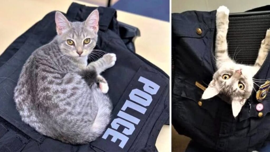 gatto poliziotto