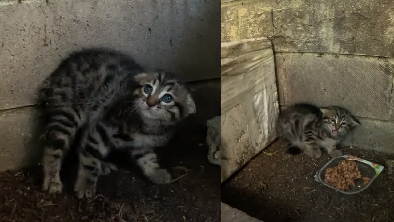 Gattino randagio terrorizzato dagli esseri umani