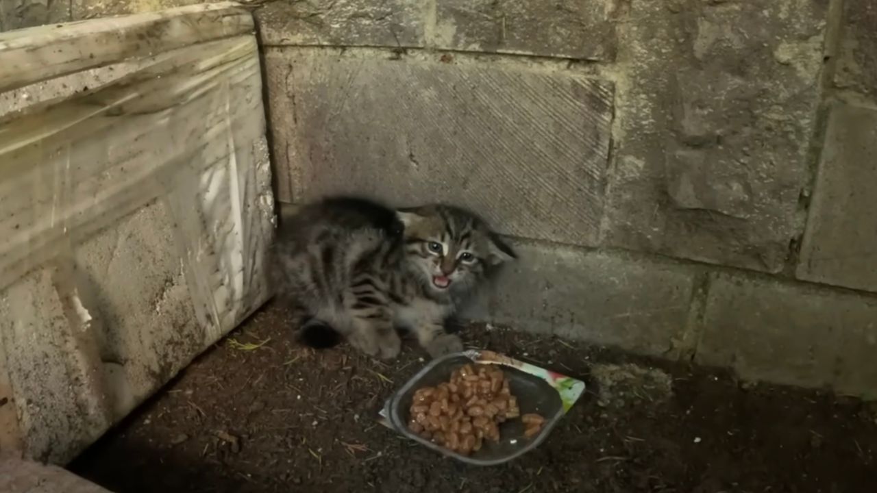 Gattino randagio con la pappa davanti