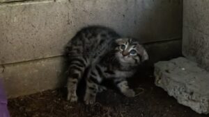 Il gattino randagio terrorizzato decide di fidarsi degli esseri umani per la prima volta nella sua vita – Video