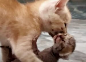 Il gatto domestico trascina in casa un gattino randagio, vuole che sua mamma se ne prenda cura