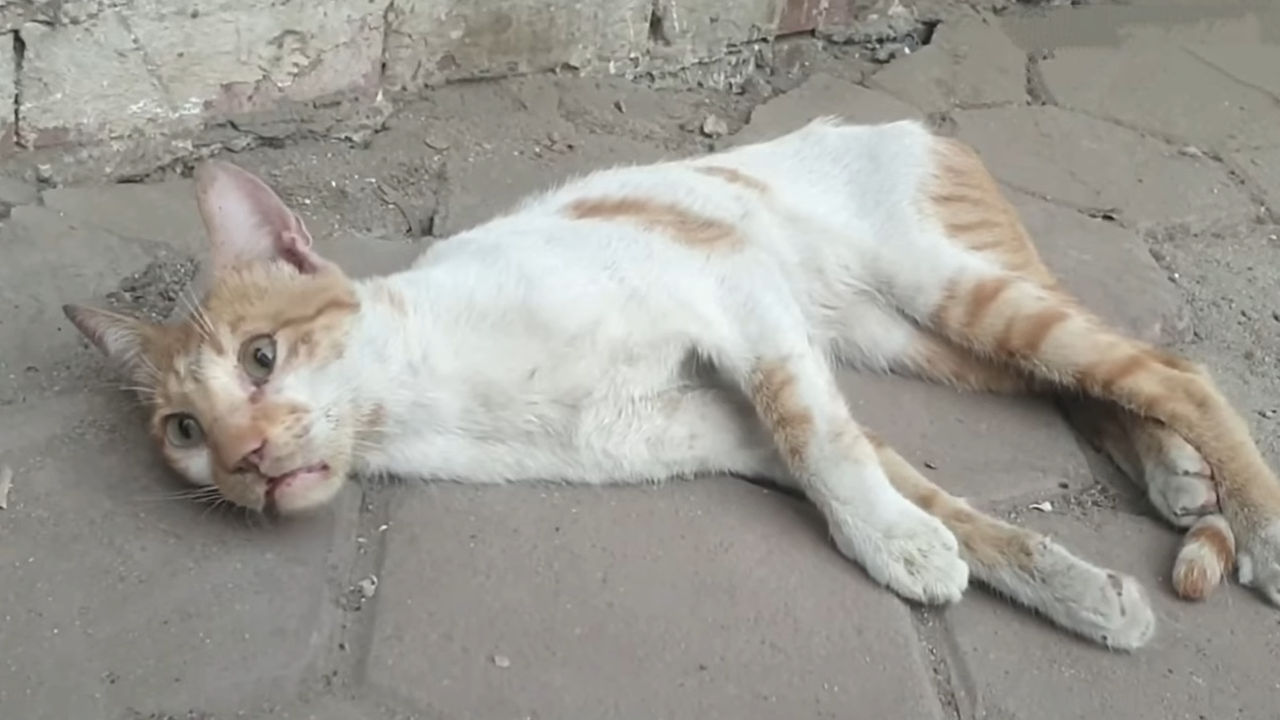 gatto paralizzato trovato in strada