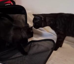 Il gatto si dimostra decisamente molto confuso quando da lui appare un gatto del tutto uguale