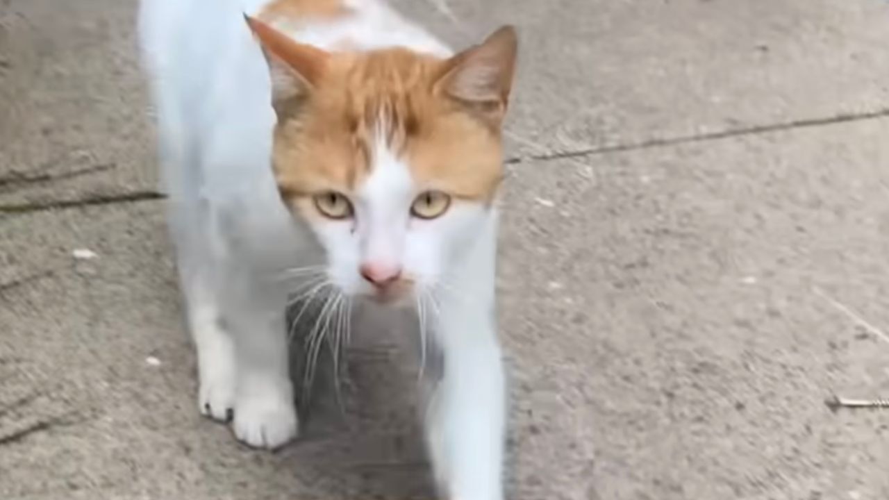 Gatto arrampicato alla finestra viene salvato