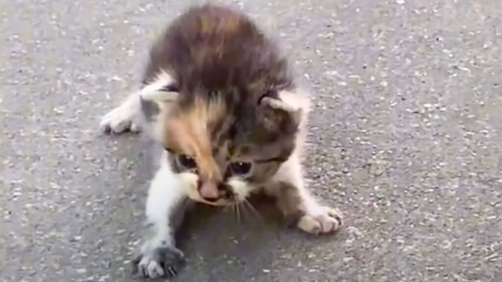 Il minuscolo gattino randagio inizia a seguire l’uomo: teme l’abbandono e ha bisogno di aiuto – Video